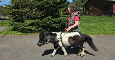 La comunidad ayuda a una mujer ciega que gastó sus ahorros en su mini pony guía enfermo