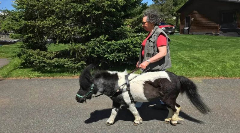 La comunidad ayuda a una mujer ciega que gastó sus ahorros en su mini pony guía enfermo