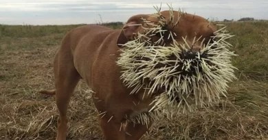 EL PERRO MASCOTA SE CONVIERTE EN UN ‘CACTUS’ DESPUÉS DE SALIR, EL DUEÑO CORRE AL HOSPITAL, SACAR LAS ESPINAS ES UN ERROR