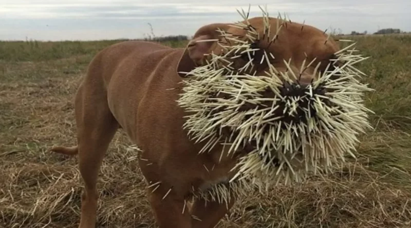 EL PERRO MASCOTA SE CONVIERTE EN UN ‘CACTUS’ DESPUÉS DE SALIR, EL DUEÑO CORRE AL HOSPITAL, SACAR LAS ESPINAS ES UN ERROR