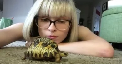 Mujer dedica 3 años al cuidado de una tortuga su “alma gemela” y tiene una historia notable que contar