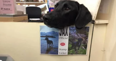 El Título de Trabajo Más Adorable: Perro Que Trabaja en la Oficina de Correos es el Oficial Lame Sellos