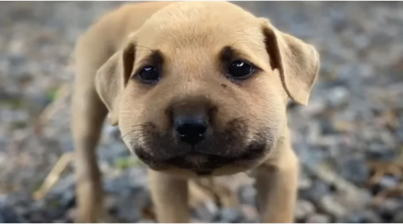 Un cachorro diminuto se hincha “como un globo” tras conocer a su primera abeja y ahora es una estrella