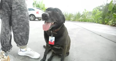 Un perro mayor abandonado en una gasolinera se convierte en el empleado más adorable a tiempo completo