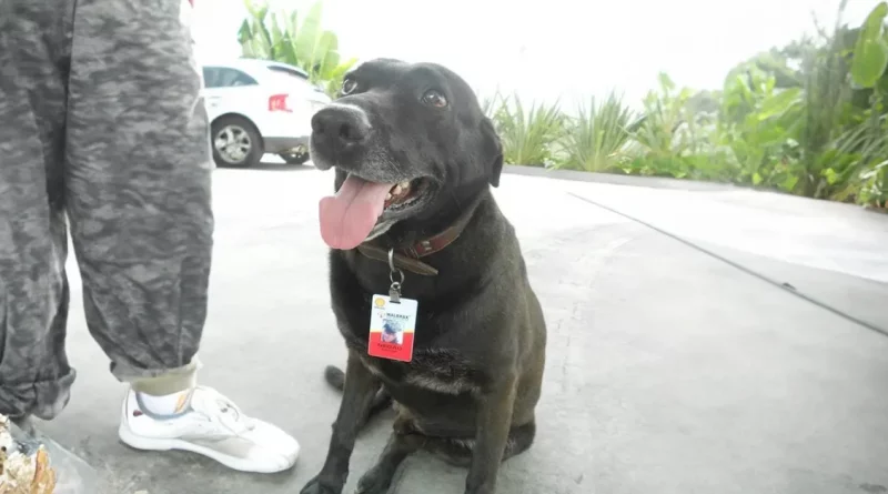 Un perro mayor abandonado en una gasolinera se convierte en el empleado más adorable a tiempo completo