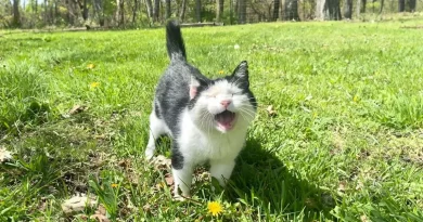 Una amistad que duró casi una década convirtió a este gato feral senior en un gato doméstico