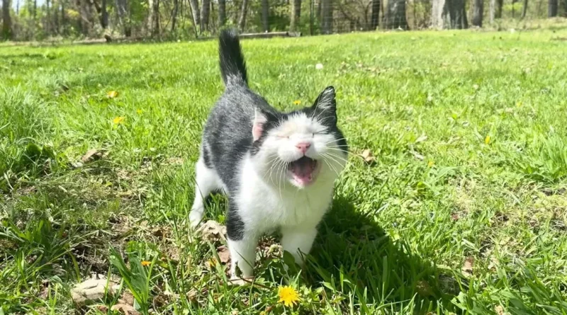 Una amistad que duró casi una década convirtió a este gato feral senior en un gato doméstico