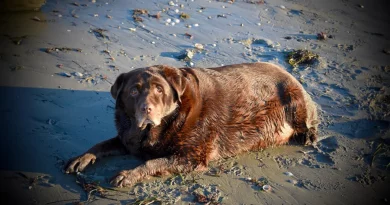 Una Familia Adopta a un Perro Obeso y lo Transforma, Haciéndolo 27 Kilos Más Ligero