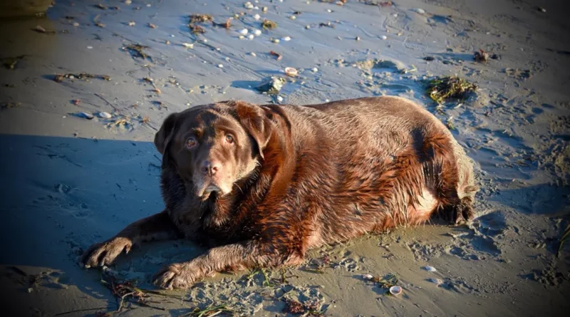 Una Familia Adopta a un Perro Obeso y lo Transforma, Haciéndolo 27 Kilos Más Ligero