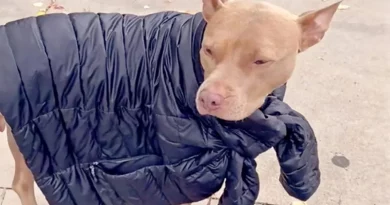 Mira a Nala, la Pit Bull de 3 Patas, Pedir Prestado las Chaquetas de su Mamá Cuando Tiene Frío