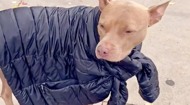 Mira a Nala, la Pit Bull de 3 Patas, Pedir Prestado las Chaquetas de su Mamá Cuando Tiene Frío