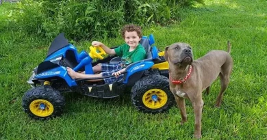 Pit Bulls Salvan a Niños de Serpiente Venenosa Acechando en Su Jardín