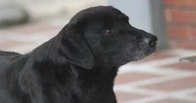 Perro Listo Siempre Trae una Hoja para ‘Comprar’ Sus Premios en la Tienda