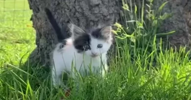 Un Mastín de 61 Kilogramos Se Obsesiona Con Un Minúsculo Gatito