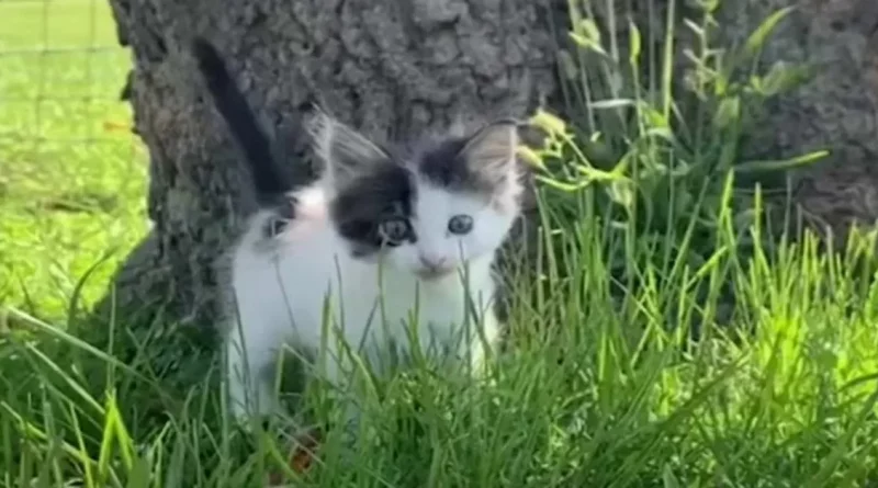 Un Mastín de 61 Kilogramos Se Obsesiona Con Un Minúsculo Gatito