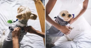 Este Cachorro Fue el Portador de los Anillos en la Boda de sus Dueños – y Las Fotos son Adorables