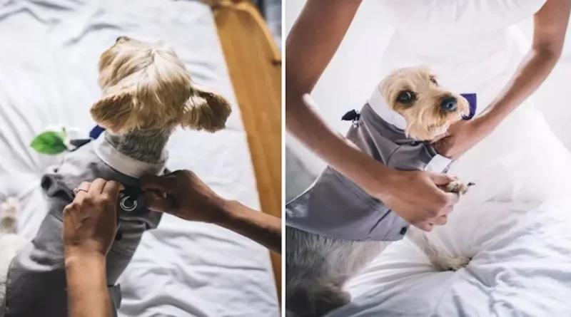 Este Cachorro Fue el Portador de los Anillos en la Boda de sus Dueños – y Las Fotos son Adorables