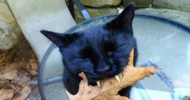 Este adorable gato vampiro salvó a su dueña de la depresión – ¡Mira qué historia!