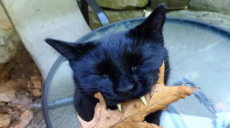 Este adorable gato vampiro salvó a su dueña de la depresión – ¡Mira qué historia!