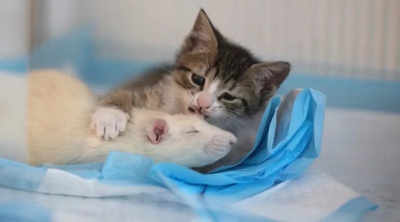 Intrépidos ratones cuidan a gatitos huérfanos en este amoroso Cat Café