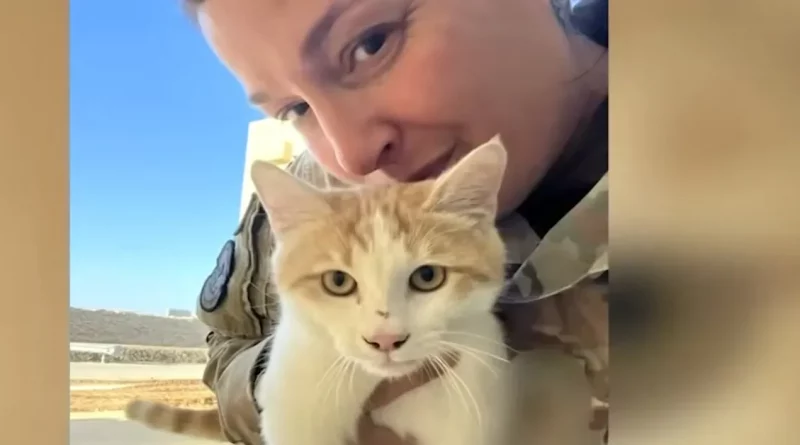 Entrega especial de vacaciones desde Oriente Medio: el gato callejero que robó el corazón de una sargento ahora está a salvo