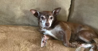 Cuando el Viejo Perro No Juega con Nada Más que su Juguete Descontinuado, la Gente de PetSmart No se Rinde