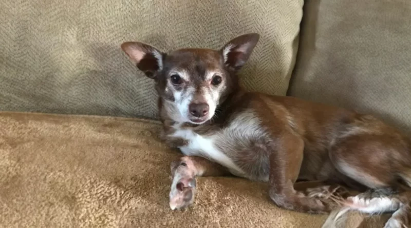 Cuando el Viejo Perro No Juega con Nada Más que su Juguete Descontinuado, la Gente de PetSmart No se Rinde