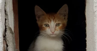 Niño de 8 años cambia su patineta por un gatito callejero al que otros niños molestaban