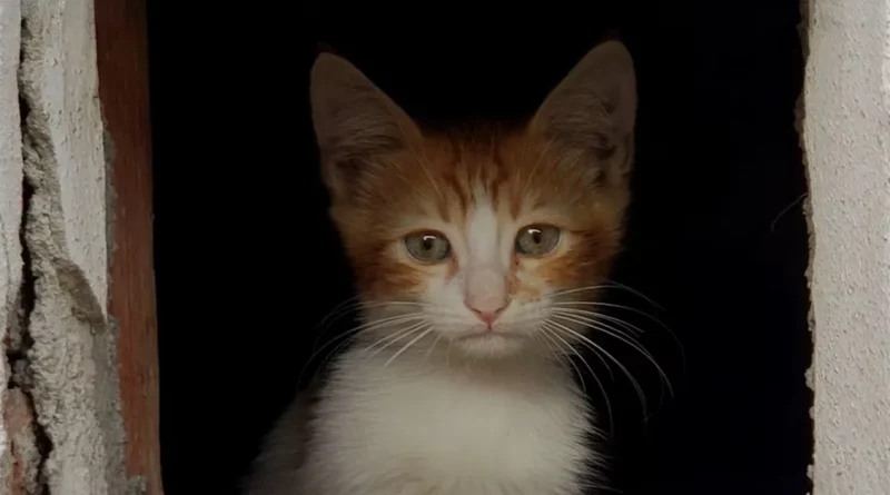 Niño de 8 años cambia su patineta por un gatito callejero al que otros niños molestaban