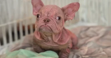 El pequeño cachorro rosa se confunde con un bebé humano siempre que sale