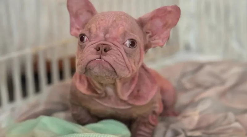 El pequeño cachorro rosa se confunde con un bebé humano siempre que sale