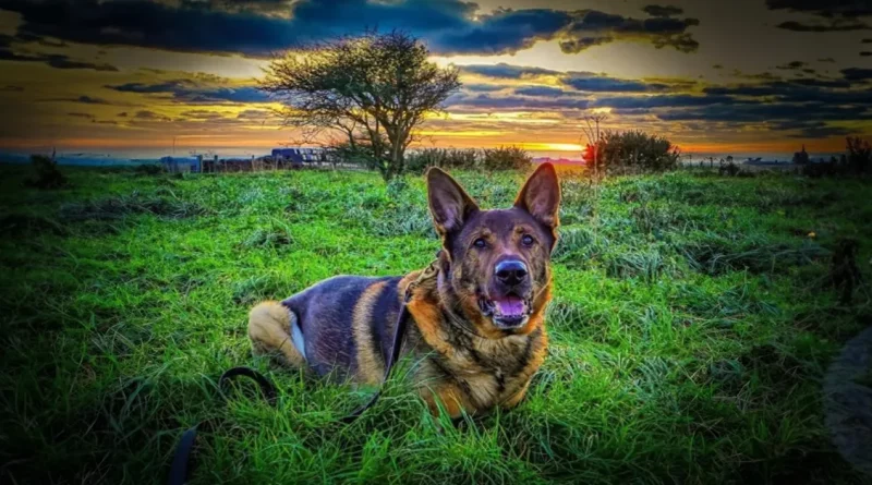 Un Perro Policía Retirado Sale a Pasear y Termina Salvando a una Persona Desaparecida