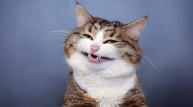 Conoce a Rexie – El Adorable Gato ‘Emoji Viviente’ Que Inspira a Millones