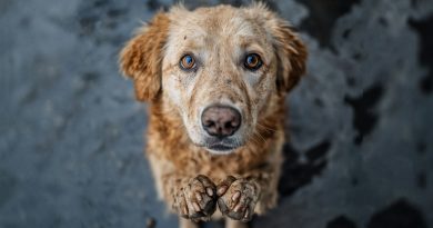 Nunca olvides lo que un perro ha hecho por ti: te enseñó a amar