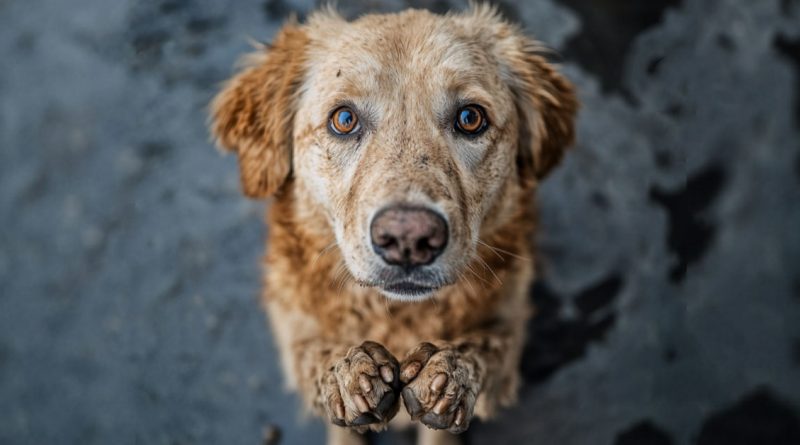 Nunca olvides lo que un perro ha hecho por ti: te enseñó a amar