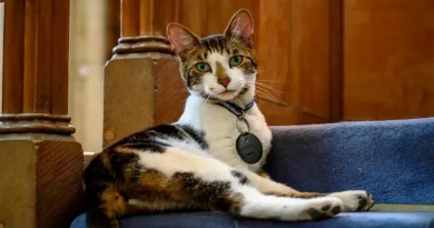 El gato de la catedral de Norwich, Budge, es “terapia” para los feligreses