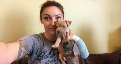 La Cachorrita Pit Bull De Tres Patas Era Justo Lo Que Su Nueva Mamá Necesitaba