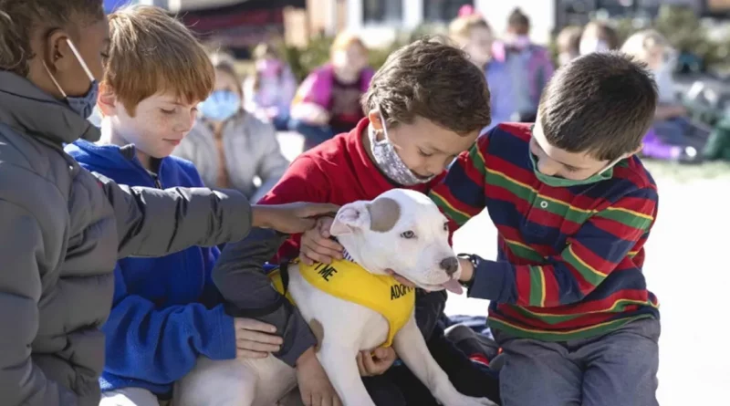 Alumnos de segundo grado escribieron cartas adorables en nombre de animales de refugio para que fueran adoptados, ¡y funcionó!