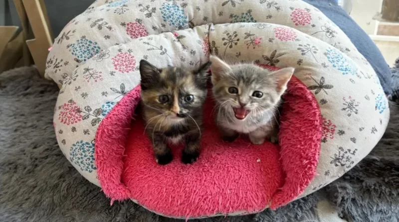 Un Gatito Encontrado Maullando en un Jardín Frontal es Aceptado por Otros Gatitos y un Perro Cuidador