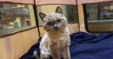 Un gato con la personalidad de un oso de peluche está tan feliz de tener el lugar perfecto para vivir la mejor vida