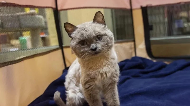 Un gato con la personalidad de un oso de peluche está tan feliz de tener el lugar perfecto para vivir la mejor vida