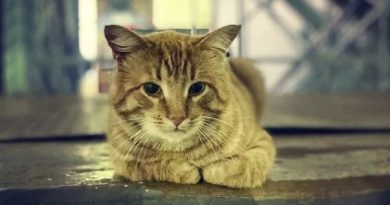 El gato que aún espera a su dueña, quien se fue al hospital hace un año
