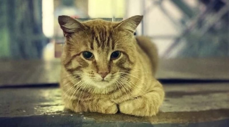 El gato que aún espera a su dueña, quien se fue al hospital hace un año
