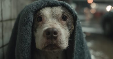 Carta de un cachorro que sufrió una traición — y aún así perdonó