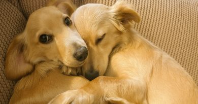 Los Perros del Refugio No Pueden Dejar de Abrazarse Cuando Finalmente su Gran Sueño se Hizo Realidad