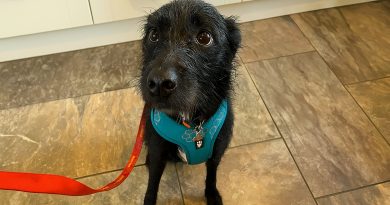 Este perro fue llevado al veterinario para ser sacrificado después de estar con esta familia solo 5 semanas porque ladraba a personas y otros perros