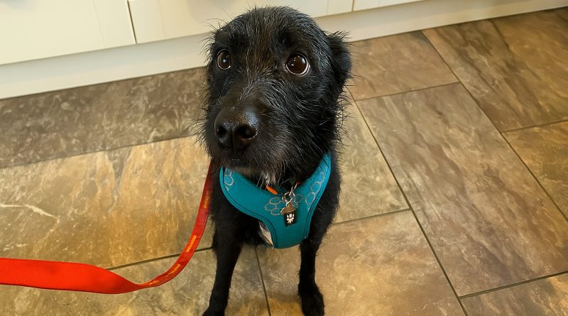 Este perro fue llevado al veterinario para ser sacrificado después de estar con esta familia solo 5 semanas porque ladraba a personas y otros perros