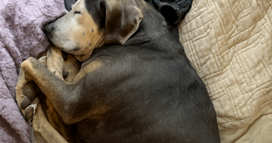 Perrita que nunca había estado dentro antes toma su primera siesta en una cama real