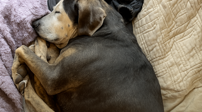 Perrita que nunca había estado dentro antes toma su primera siesta en una cama real