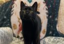 Gato que ama acurrucarse termina en refugio por ser ‘demasiado cariñoso’